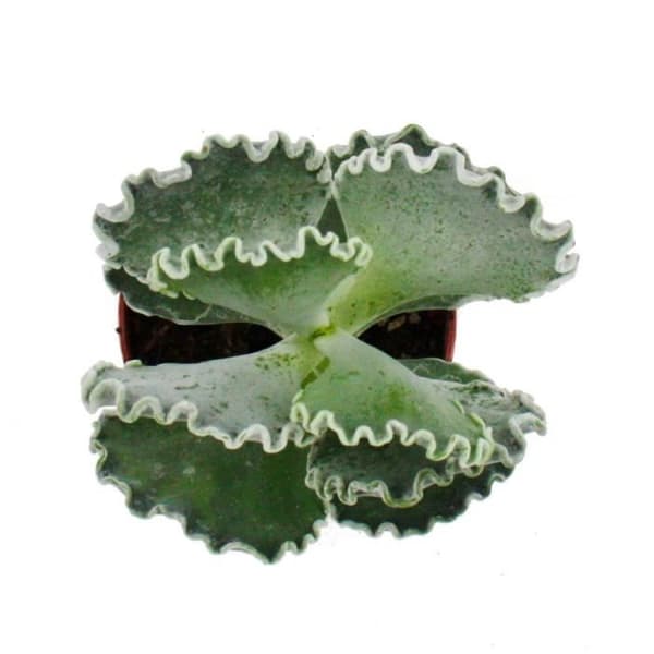 Exotenherz - Cotyledon undulata - silverkrona - saftigt skal - i 8,5 cm kruka