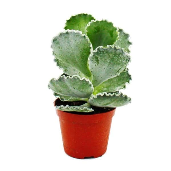 Exotenherz - Cotyledon undulata - silverkrona - saftigt skal - i 8,5 cm kruka