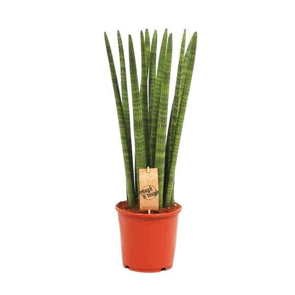 Exotenherz - Sansevieria cylindrica - Solitaire - Solitaire planta - 19cm kruka