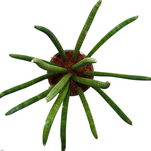 Exotenherz - Sansevieria cylindrica - Solitaire - Solitaire planta - 19cm kruka