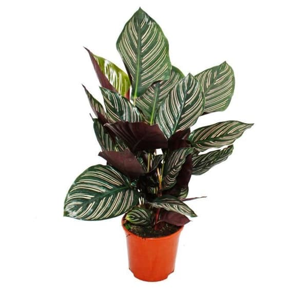 Skuggväxt med ovanligt lövmönster - Calathea ornata - 14 cm kruka - Höjd ca 50 cm