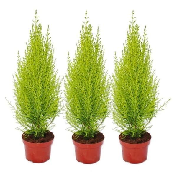 Exotenherz - Cupressus "Wilma", set om 3
