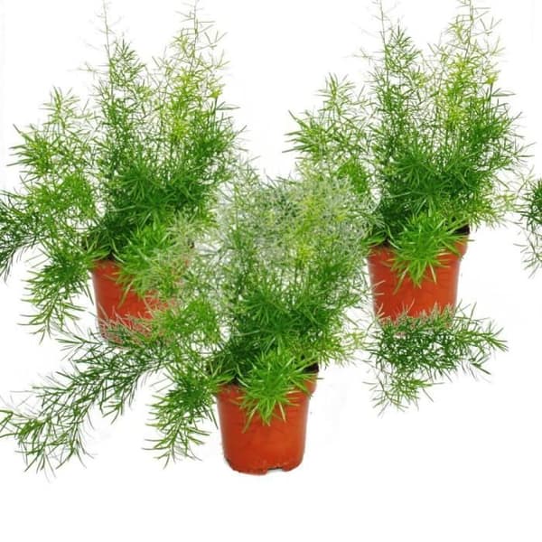 Exotenherz - Asparagus densiflorus sprengeri, per 3
