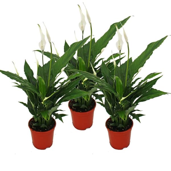 Spathiphyllum "Sweet Chico" - 12cm kruka - Set med 3 plantor