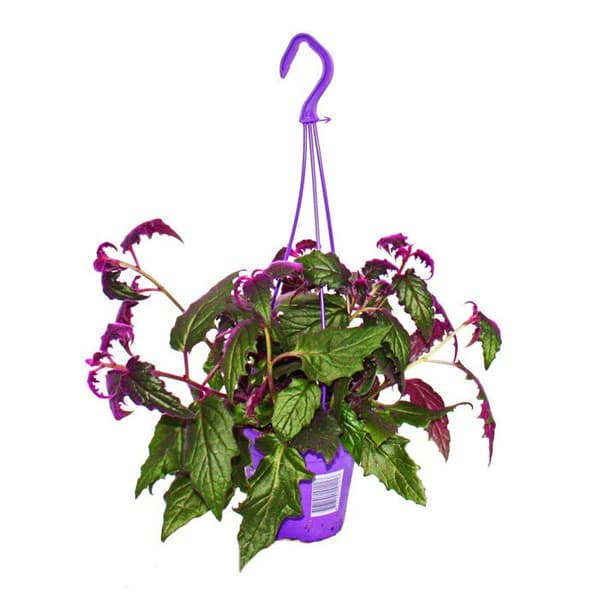 Gynura Purple Passion - sammetsblad - sammetsnässla - lila växt 14cm hänge