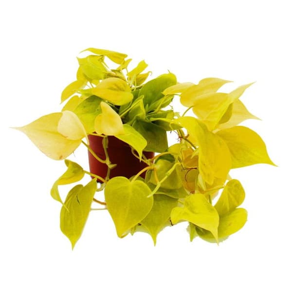 Philodendron scandens Linden - gulgrön klätterträdsvän - 12cm kruka