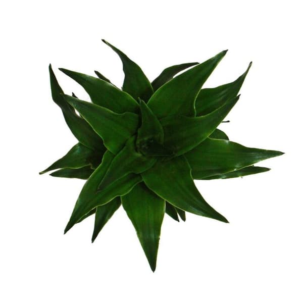 Mini-Plant - Dracaena compacta - Drakträd - Idealisk för små skålar och burkar - Baby-Plant i 5,5 cm kruka