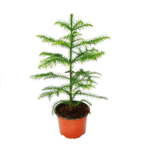 Exotenherz - Araucaria heterophylla 12cm, silvergran