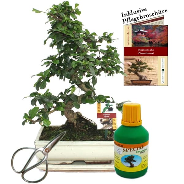 Bonsai - Fukientee - Carmona microphylla - ca 10 år - skål 25cm - presentförpackning med sax och gödningsmedel