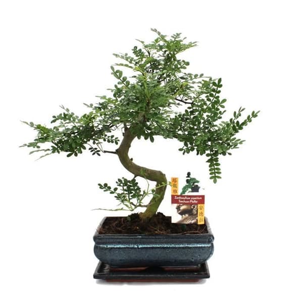 Szechuan Bonsai Pepper - Zanthoxylum piperitum - ca 10 år gammal