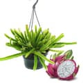 Miniatyrbild 2 av 2: Hängväxt inomhus - Hylocereus undatus - Drakfrukt - Pitahaya - Trafikljus 14cm - Ormkaktus