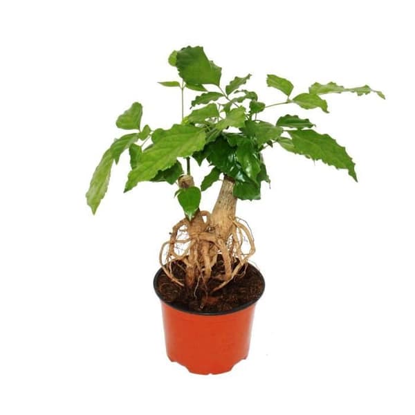Snickaraska - Radermachera sinica - med synliga rötter - 12cm kruka