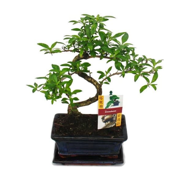 Bonsai - Serissa - Juni Snow - träd med 1000 stjärnor - ca. 6 år