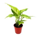 Miniatyrbild 1 av 2: Mini-Plant - Dieffenbachia - Dieffenbachia - Idealisk för små skålar och glas - Baby-Plant i 5,5 cm kruka