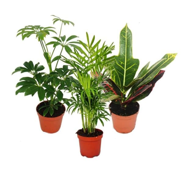 Exotenherz - Set med 3 inomhusväxter - typ 1 - 9cm