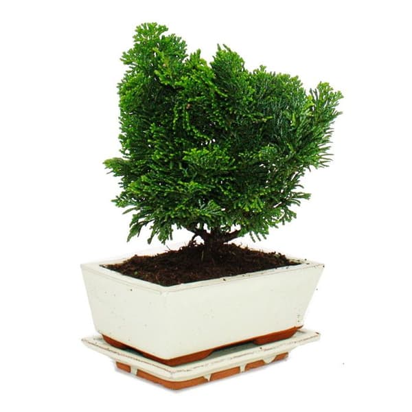 Exotenherz - Utomhusbonsai - Chamaecyparis - cypress - 3-4 år - med fat