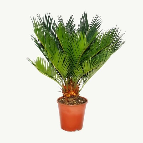 Cycas revoluta - - Japansk palmferns med knöl - kruka 12 cm