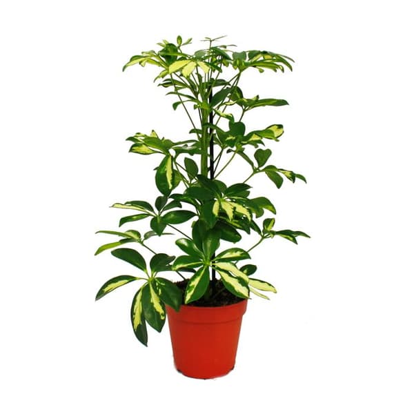 Exotenherz - Strahlenaralie Duo - Schefflera - vit-bladgrön - 12 cm kruka - 2 plantor