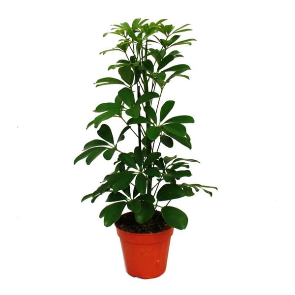 Exotenherz - Strahlenaralie Duo - Schefflera - vit-bladgrön - 12 cm kruka - 2 plantor