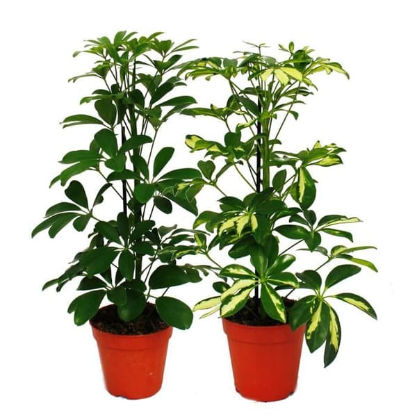 Exotenherz - Strahlenaralie Duo - Schefflera - vit-bladgrön - 12 cm kruka - 2 plantor