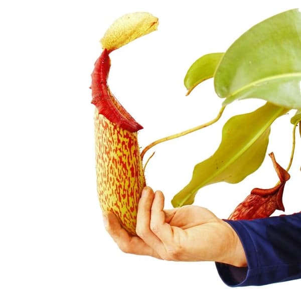 Exotenherz - Nepenthes maxima - Giant Pitcher Plant - Trafikljus