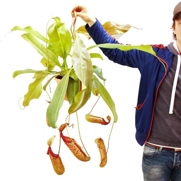 Exotenherz - Nepenthes maxima - Giant Pitcher Plant - Trafikljus