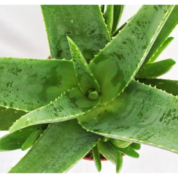 Aloe Vera - ca. 7-8 år gammal - 21cm kruka, stor och mycket gammal planta