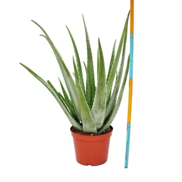Aloe Vera - ca. 7-8 år gammal - 21cm kruka, stor och mycket gammal planta