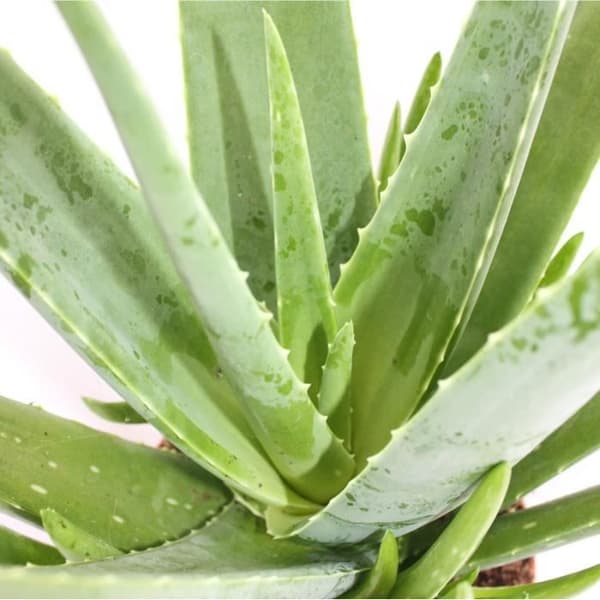 Aloe Vera - ca. 7-8 år gammal - 21cm kruka, stor och mycket gammal planta