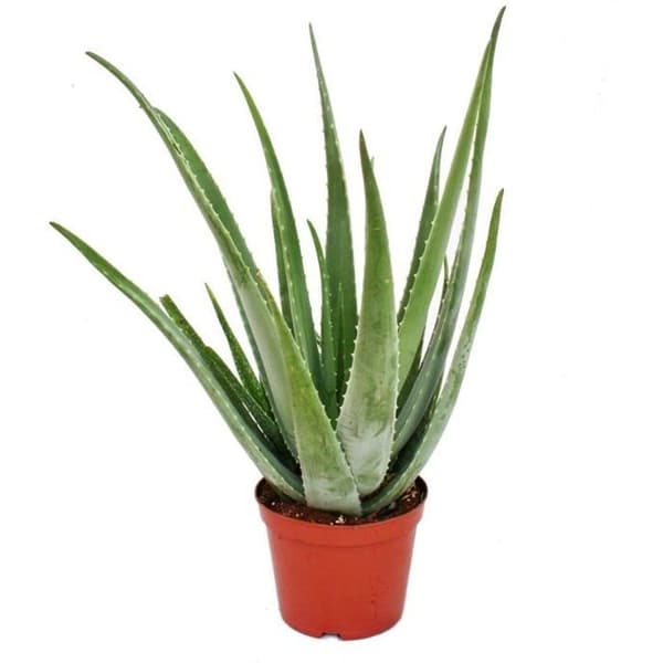 Aloe Vera - ca. 7-8 år gammal - 21cm kruka, stor och mycket gammal planta