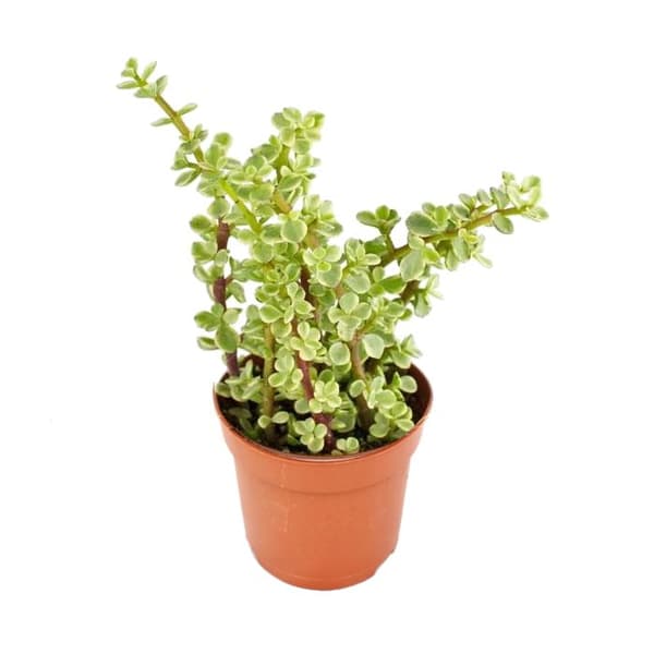 Portulacaria afra var. - Jade - i 8,5 cm kruka