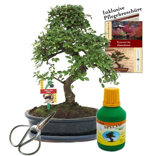 Bonsai - Chin. Elm - Ulmus parvifolia - ca 10 år Skål 25cm - Presentförpackning med sax och gödningsmedel