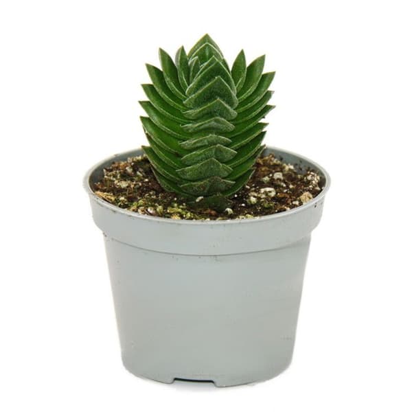 Exotenherz - Suckulent - Crassula Buddhas tempel - tjocka miniblad - 6 cm kruka