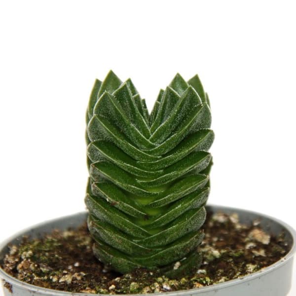 Exotenherz - Suckulent - Crassula Buddhas tempel - tjocka miniblad - 6 cm kruka