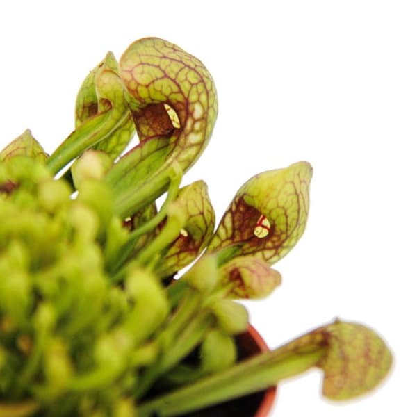 Exotenherz - Rörformig växt - Sarracenia psittacina Hybr. "Scarlett Belle" - köttätande växt - 9 cm kruka
