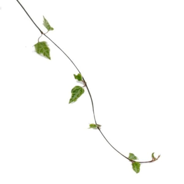 Hängväxt inomhus - Ceropegia linearis "Merel" - ljusstake blomma - trafikljus 14cm
