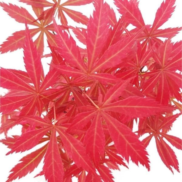 Japansk solfjäderlönn, Acer palmatum, 20 cm skål
