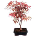 Miniatyrbild 1 av 2: Japansk solfjäderlönn, Acer palmatum, 20 cm skål