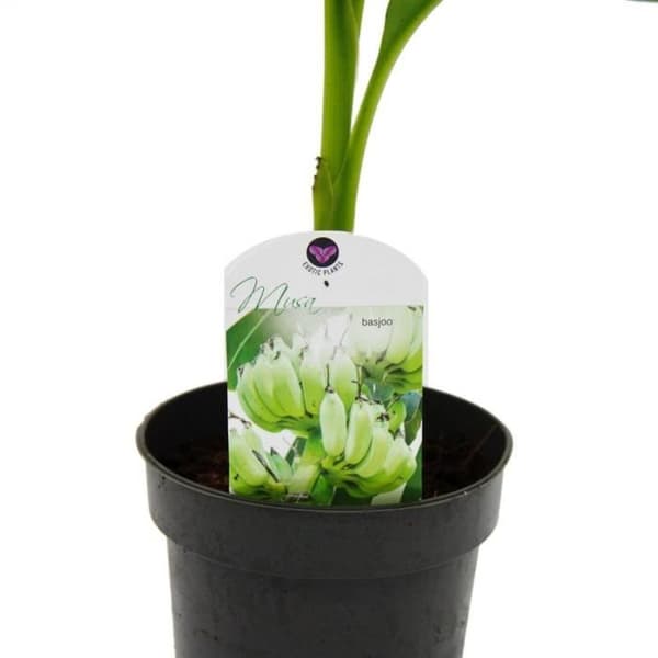 Exotenherz - Rustikt bananträd - Musa basjoo - trädgårdsbananträd - 12 cm kruka
