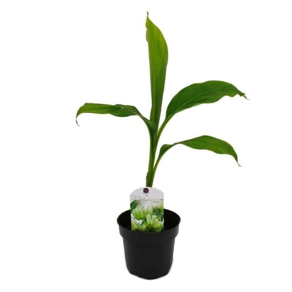 Exotenherz - Rustikt bananträd - Musa basjoo - trädgårdsbananträd - 12 cm kruka