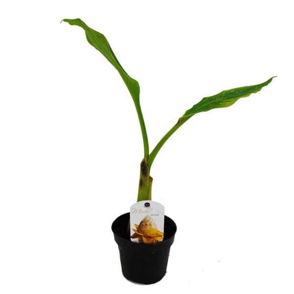 Exotenherz - Rustikt prydnadsbananträd - Musella lasiocarpa - Golden Lotus bananträd - 12 cm kruka
