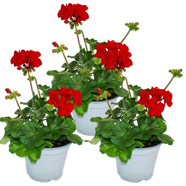 Stående pelargoner - Pelargonium zonale - 12cm kruka - set med 3 plantor - mörkröd