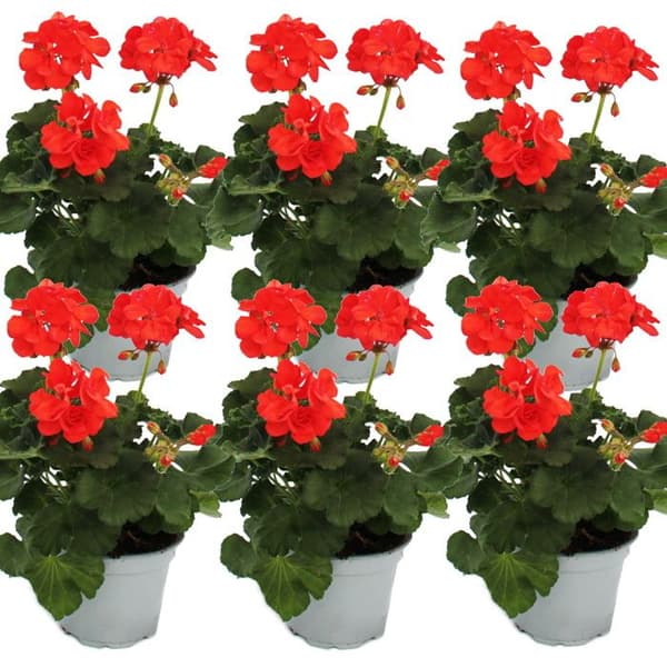 Stående pelargoner - Pelargonium zonale - 12 cm kruka - set med 6 plantor - orange