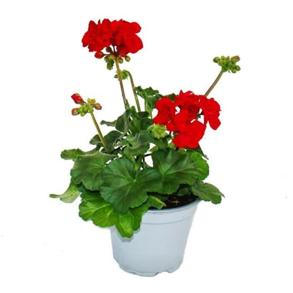 Stående pelargoner - Pelargonium zonale - 12 cm kruka - set med 6 plantor - mörkröd