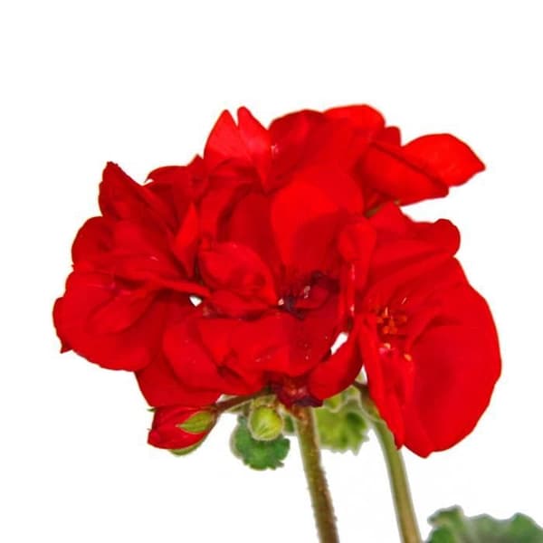 Stående pelargoner - Pelargonium zonale - 12 cm kruka - set med 6 plantor - mörkröd