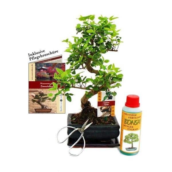 Bonsai presentförpackning "Ligustrum" - Kinesisk liguster - Cirka 6 år gammal - Nybörjarlåda