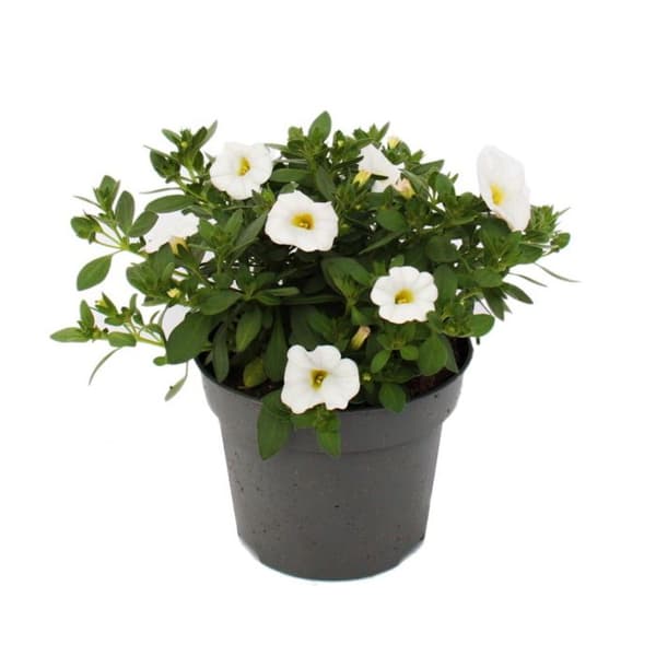 Magiska klockor - mini hängande petunia - Calibrachoa - 12 cm kruka - set med 3 plantor - vit