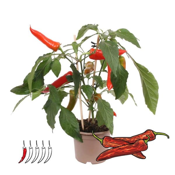 Pepparväxt - söt - pepperoni - pepparväxt för balkong och trädgård - 14cm kruka - grönsaker att ta med
