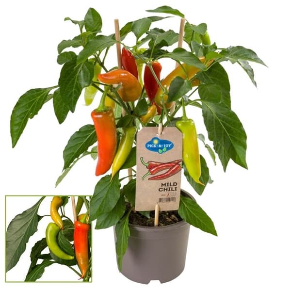 Pepparväxt - söt - pepperoni - pepparväxt för balkong och trädgård - 14cm kruka - grönsaker att ta med