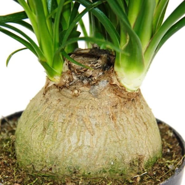 Exotenherz - Liten elefantfot - Beaucarnea recurvata - Nolina - inomhusväxt - 12 cm kruka - boll